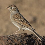 Adult nonbreeding plumage. Note: drab reddish crown and large bill. Adult nonbreeding plumage. Note: drab reddish crown and large bill.