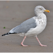 Adult nonbreeding. Note: yellow iris and pink legs. Adult nonbreeding. Note: yellow iris and pink legs.