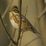 Winter plumage male. Winter plumage male.