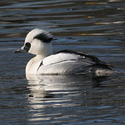 Male Male