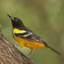 Male. Note: black breast and back and bright yellow belly.